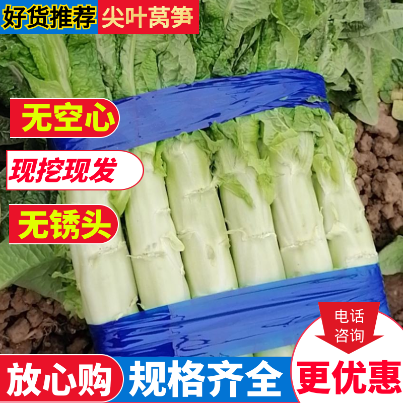 万亩大棚莴笋红尖叶莴笋精品莴苣叶绿肉白量大质优