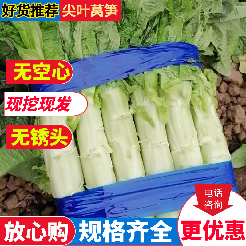 莴苣浙江大棚红尖叶莴笋叶绿肉绿1.5斤以上台州莴苣
