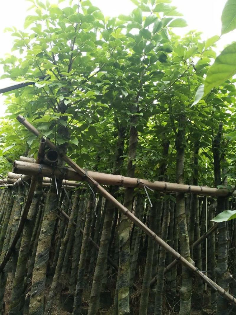 精品秋枫基地直发品质保证一手货源量大从优欢迎联