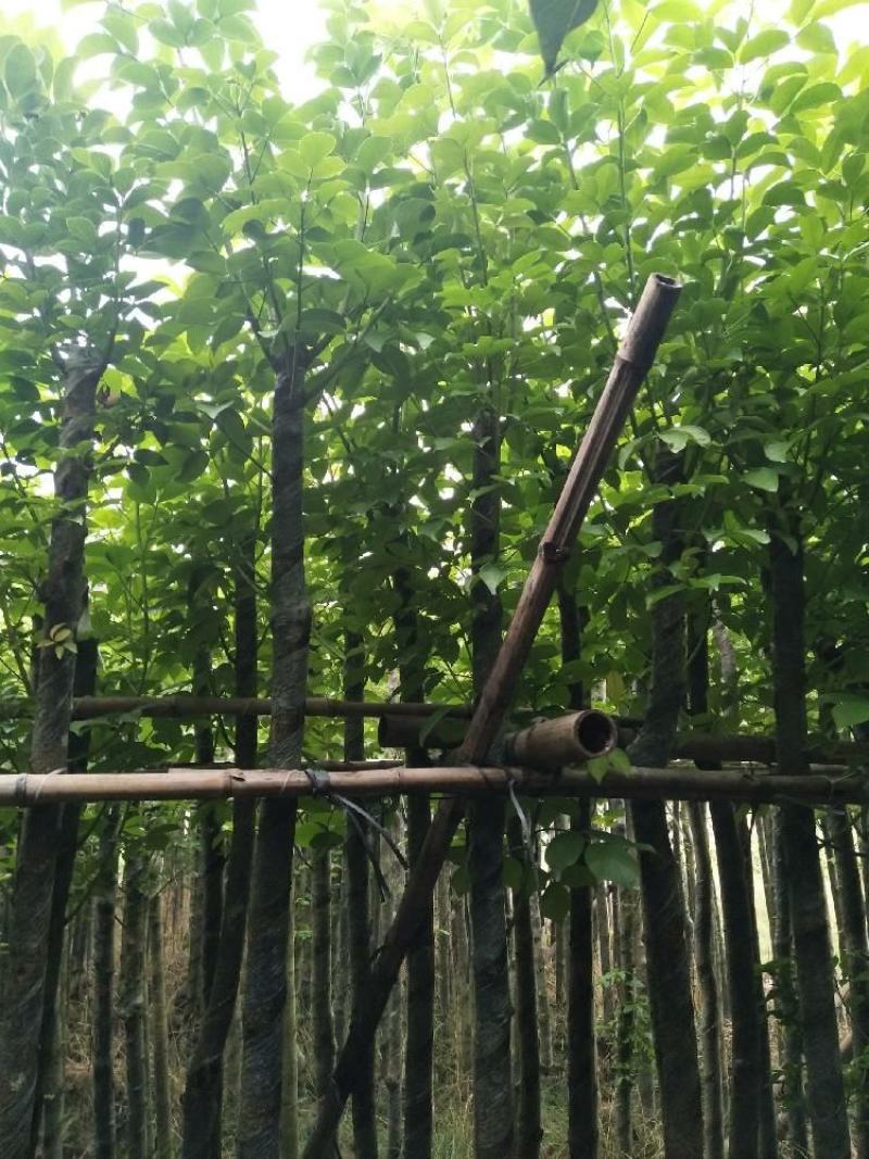 精品秋枫基地直发品质保证一手货源量大从优欢迎联