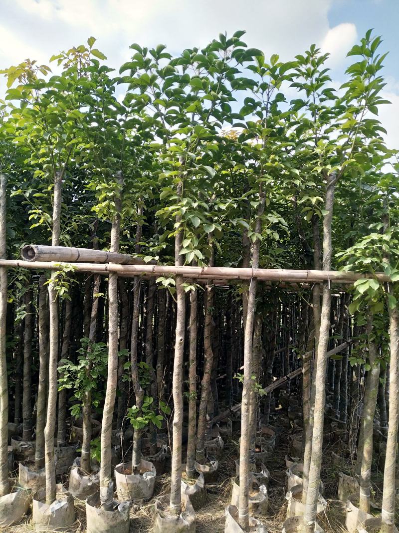 精品秋枫基地直发品质保证一手货源量大从优欢迎联