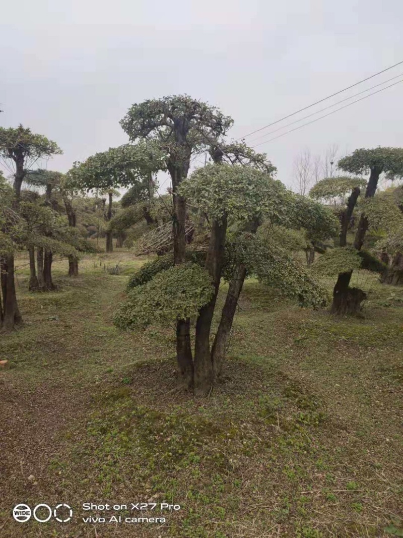 对节白蜡，造型对节白蜡，对节白蜡造型树，对节白蜡盆景