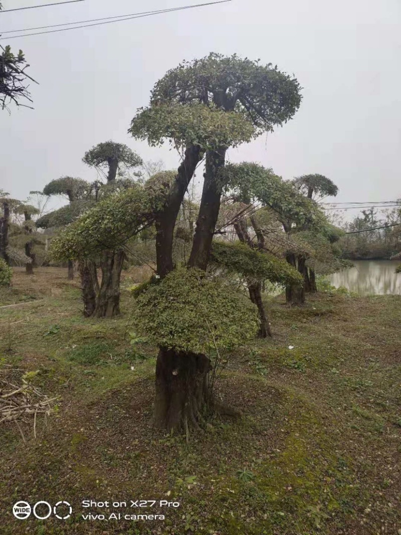 对节白蜡，造型对节白蜡，对节白蜡造型树，对节白蜡盆景