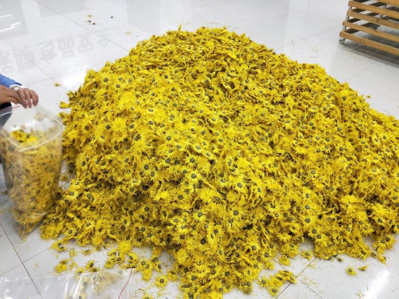 江西省修水汨源金丝皇菊