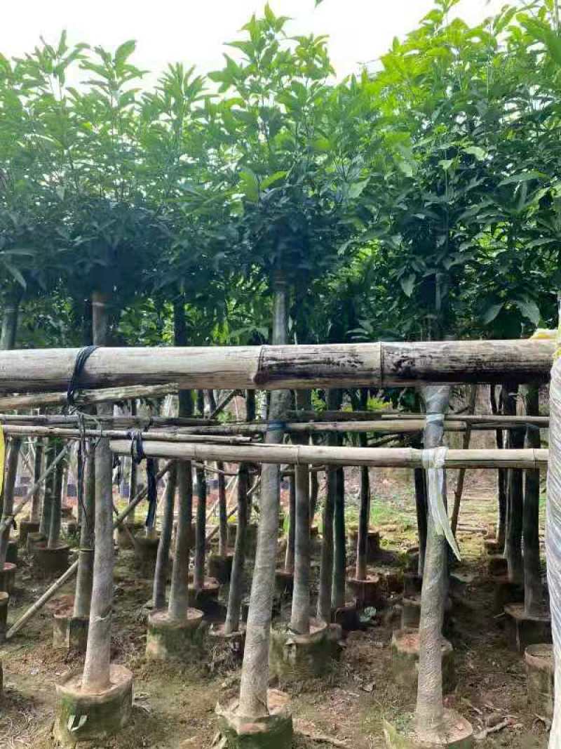 福建省漳州市供应绿庭院设计，芒果树大小规格袋苗