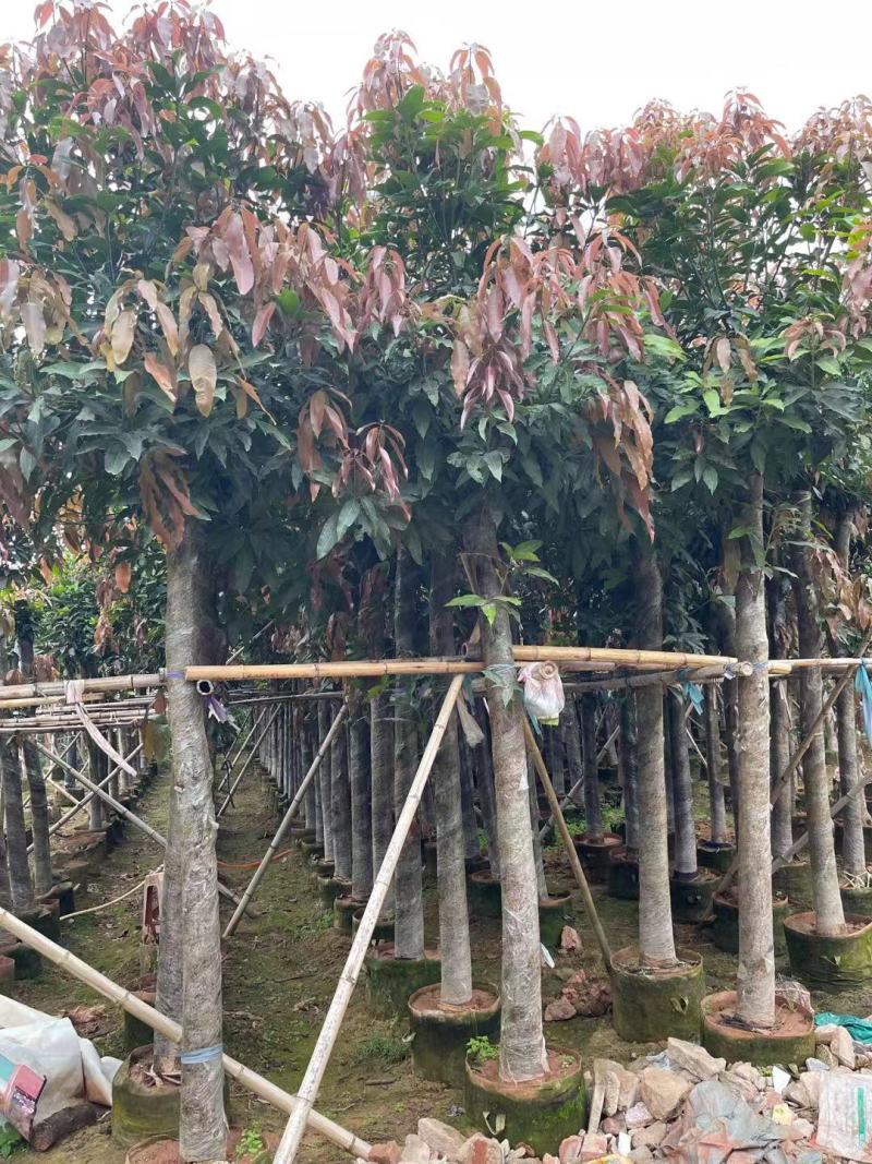 福建省漳州市供应绿庭院设计，芒果树大小规格袋苗