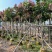 福建省漳州市供应绿庭院设计，芒果树大小规格袋苗