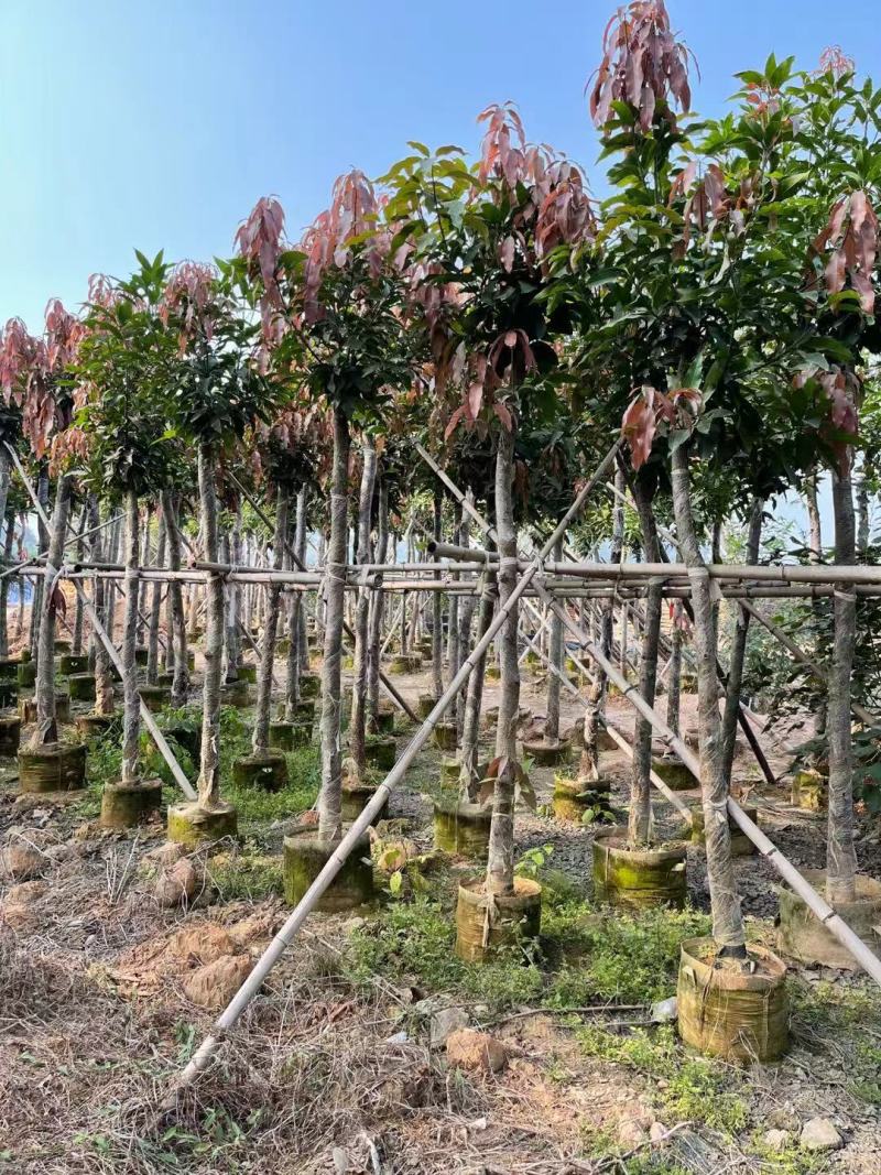 福建省漳州市供应绿庭院设计，芒果树大小规格袋苗