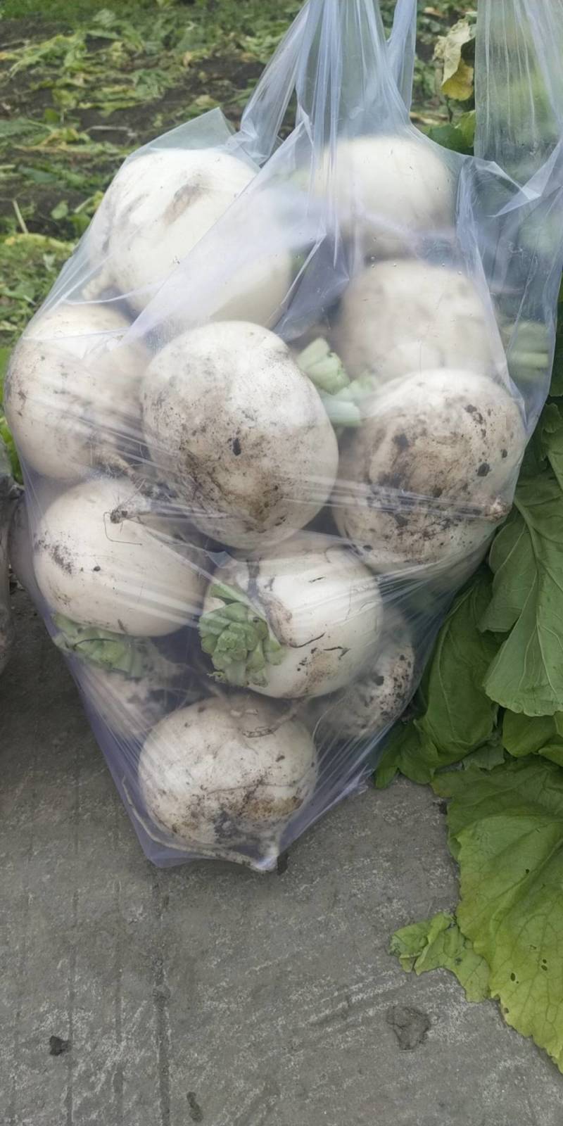 自己基地的圆萝卜开扯啦，需要的老板看过来。