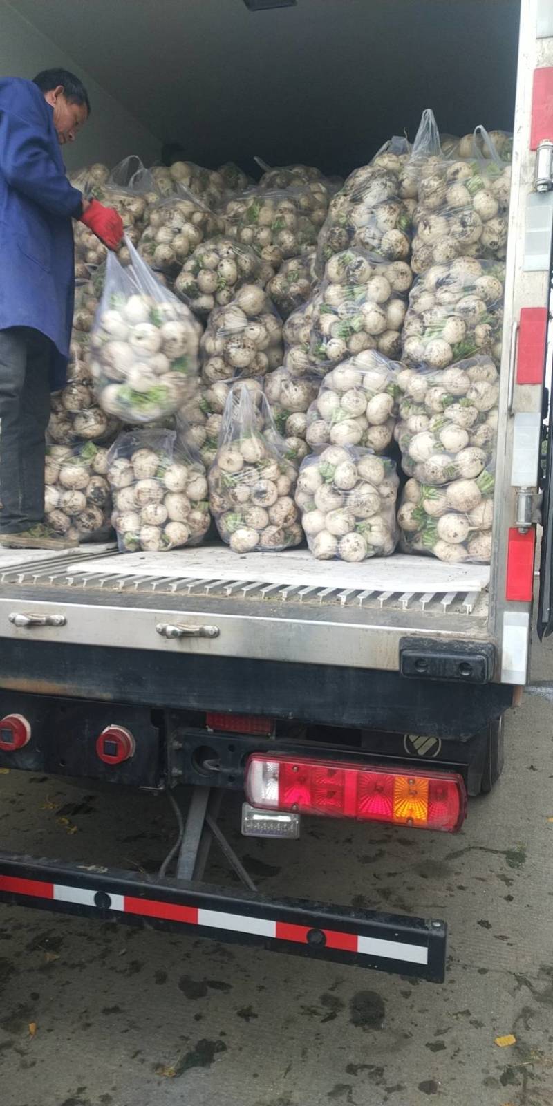自己基地的圆萝卜开扯啦，需要的老板看过来。