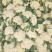 湖北天门蒋湖农场青梗花菜大量上市，精品质量，诚信合作