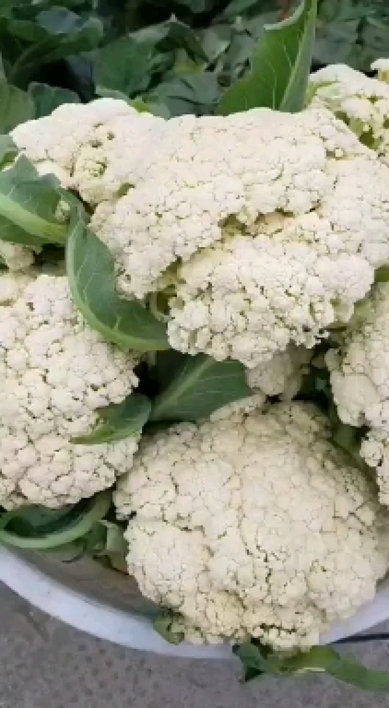 湖北天门蒋湖农场青梗花菜大量上市，精品质量，诚信合作
