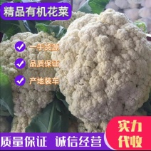 湖北天门蒋湖农场青梗花菜大量上市，精品质量，诚信合作