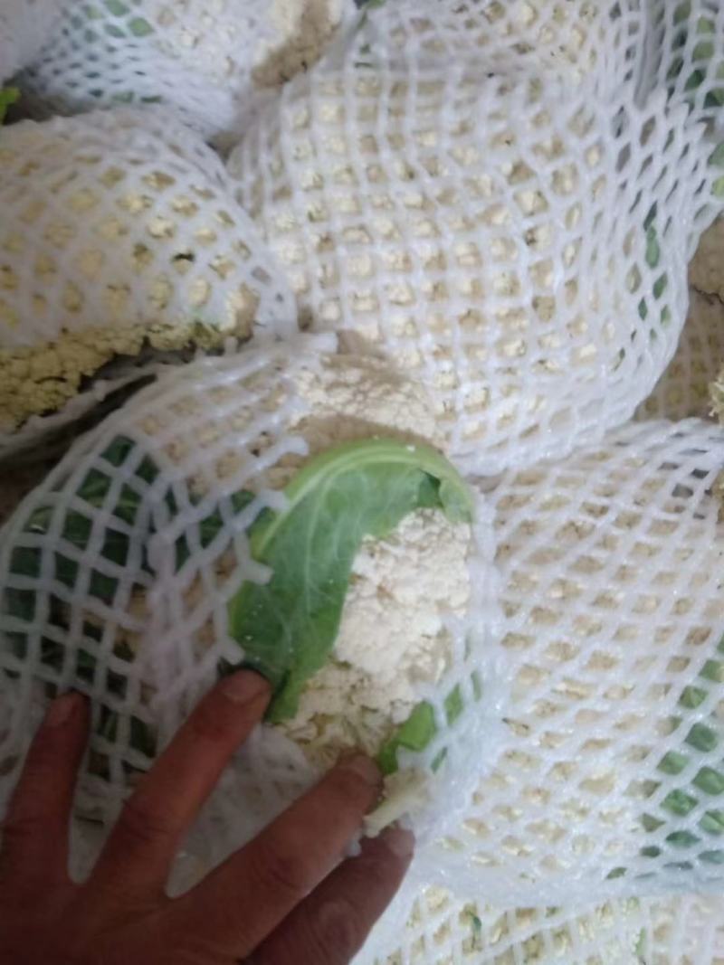 湖北天门蒋湖农场青梗花菜大量上市，精品质量，诚信合作
