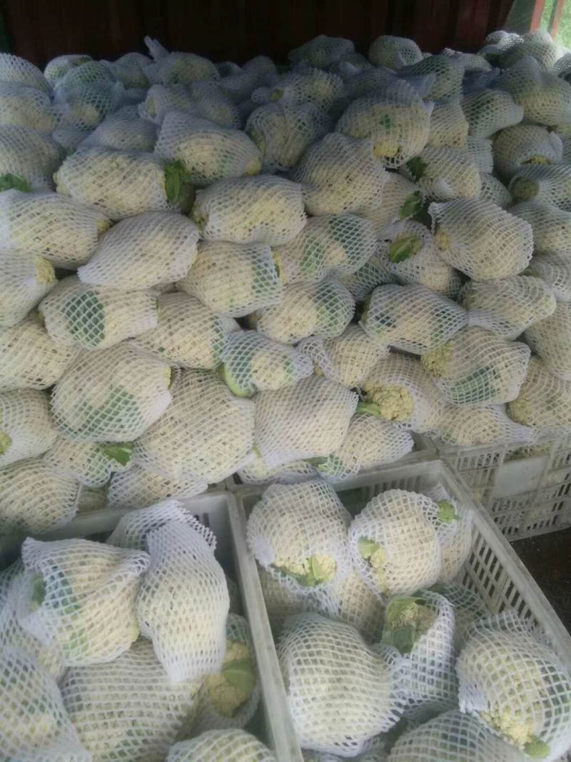 湖北天门蒋湖农场青梗花菜大量上市，精品质量，诚信合作