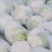 湖北天门蒋湖农场青梗花菜大量上市，精品质量，诚信合作