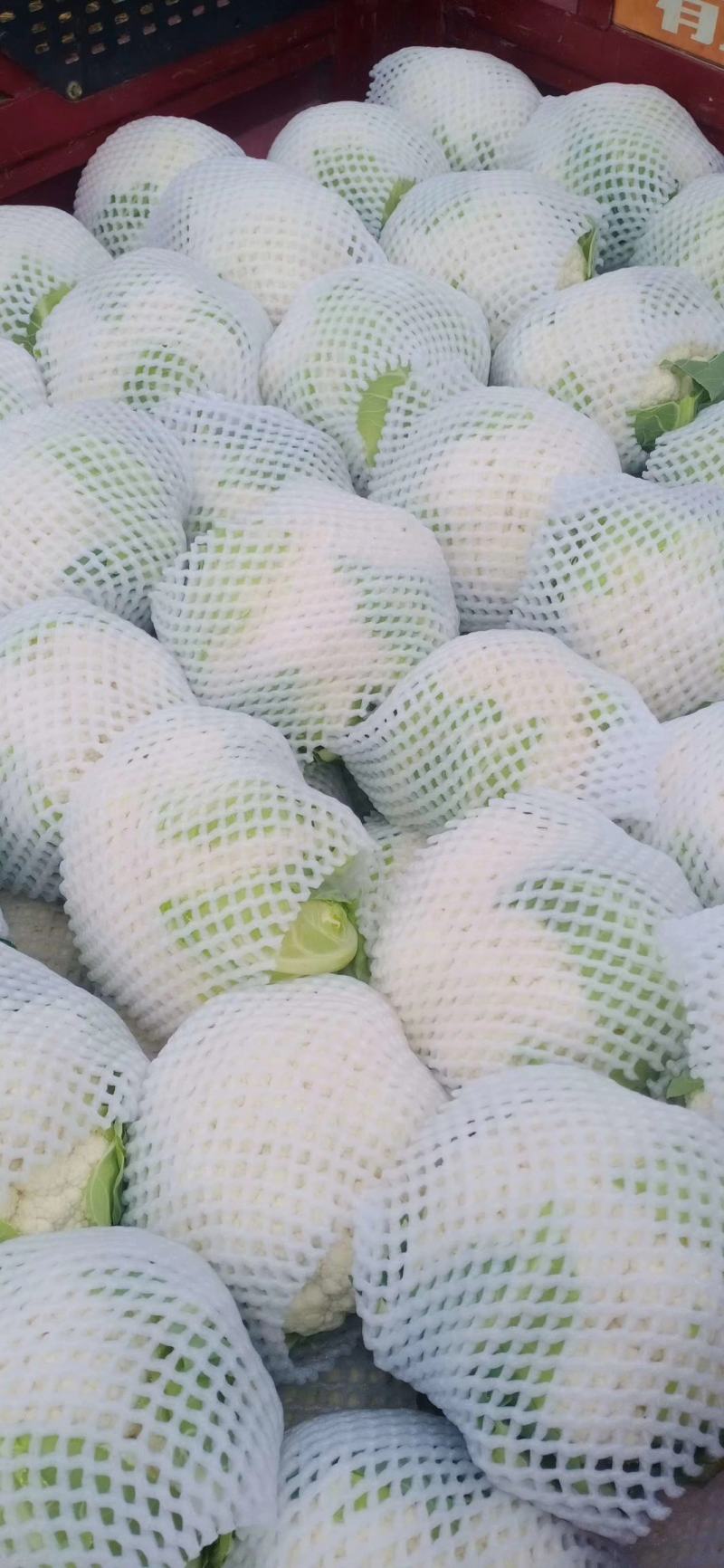 湖北天门蒋湖农场青梗花菜大量上市，精品质量，诚信合作