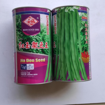 四季豆种子红玉架豆王抗病抗热无筋无纤维荚绿色荚肉厚产量高