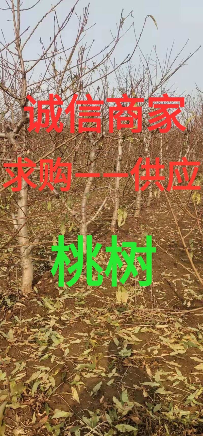 桃树，【常年供应果树】，规格齐全，诚信经营，货发全国。