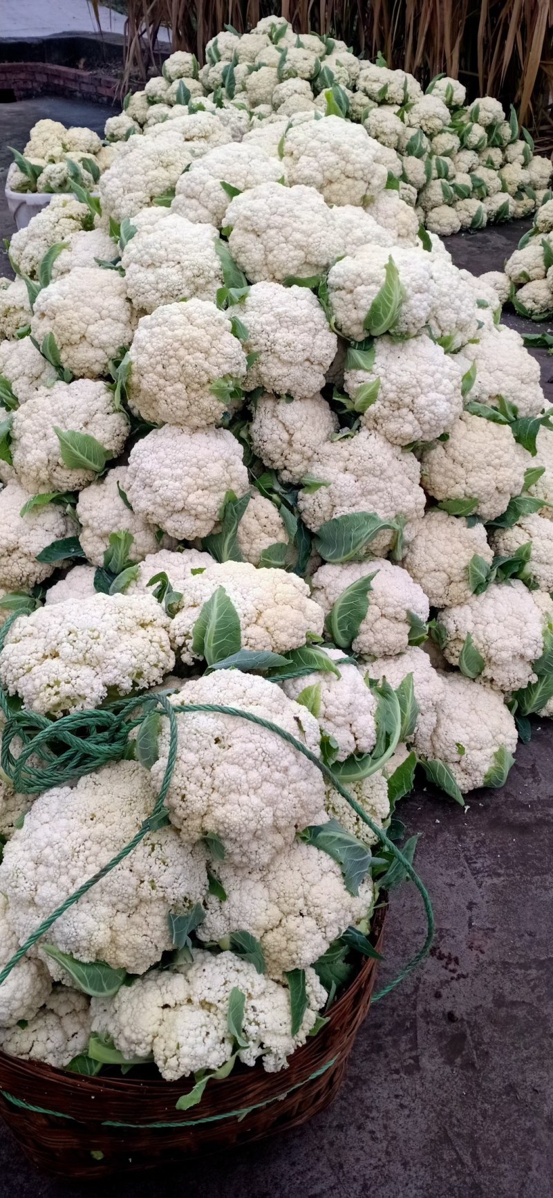 散花白面青梗，万亩农户，基地现货出售，需要的私聊当天价格