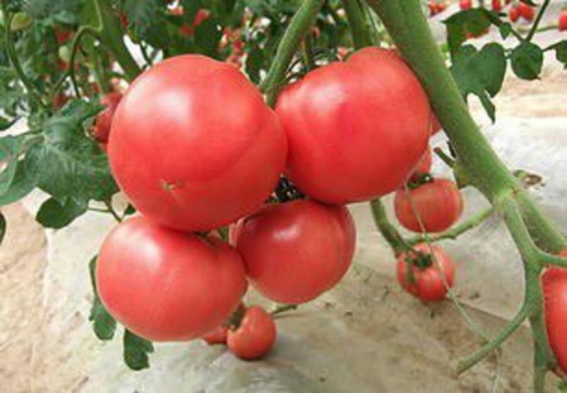 西红柿苗日交易额破万量大从优欢迎采购实地考察包技术指导