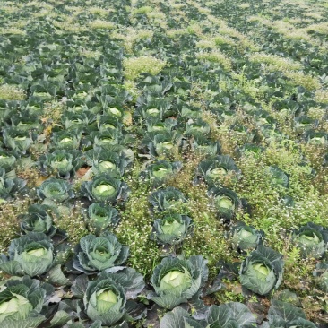 莲花白大量欢迎各位老板订购