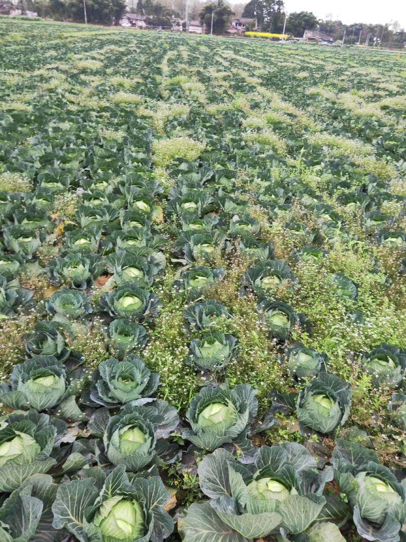 莲花白大量欢迎各位老板订购
