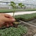 雅粉1209～抗病毒、叶霉、早熟、抗死棵亮粉大果番茄。