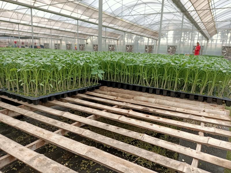 雅粉1208～四季可种植的大果高产品种！