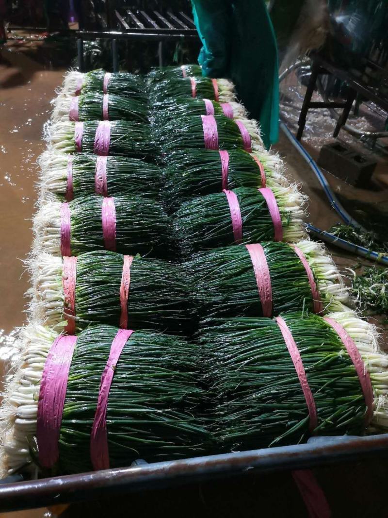 小葱产地直供精品小葱，货源充足，一年四季有货，实力代办