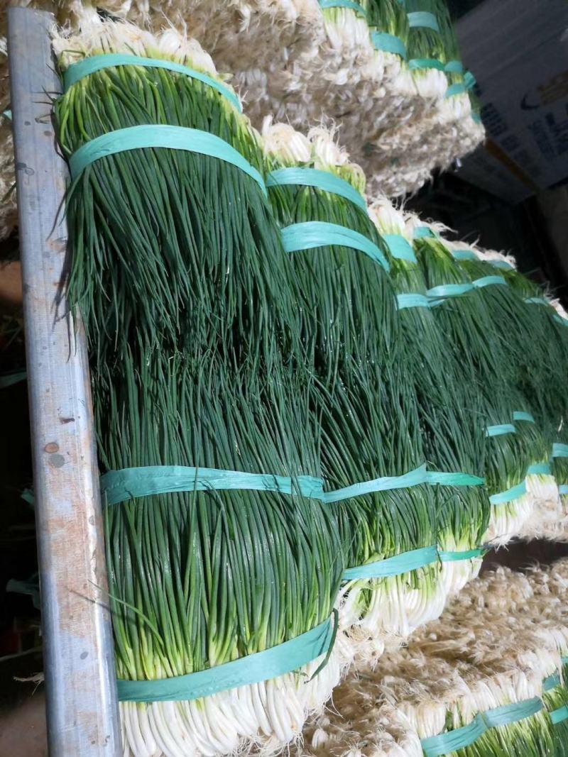小葱产地直供精品小葱，货源充足，一年四季有货，实力代办