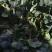 河南精品圆叶菠菜红根黑叶货源充足价格美丽手慢无