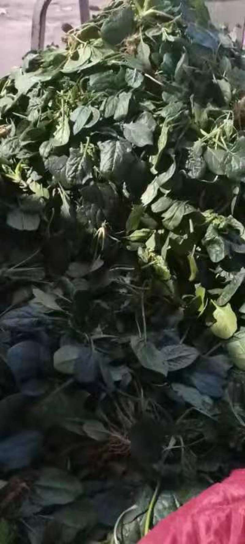 河南精品圆叶菠菜红根黑叶货源充足价格美丽手慢无