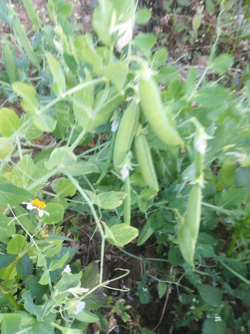 青豌豆，山地种的早熟品种