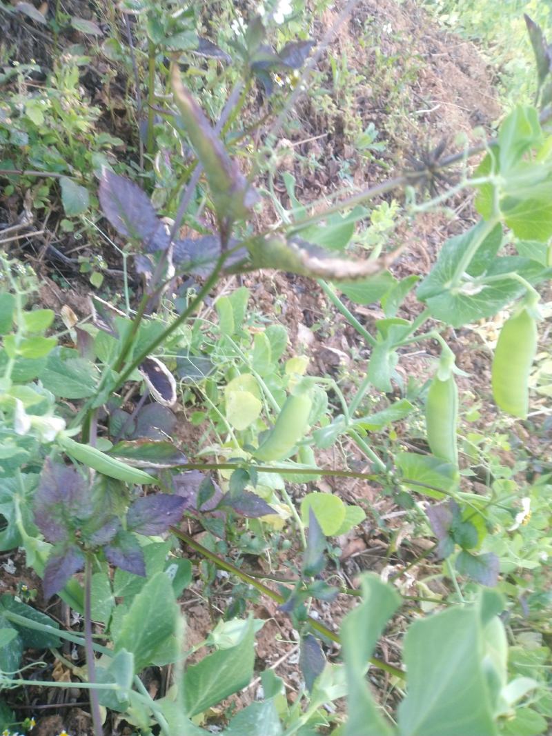 青豌豆，山地种的早熟品种