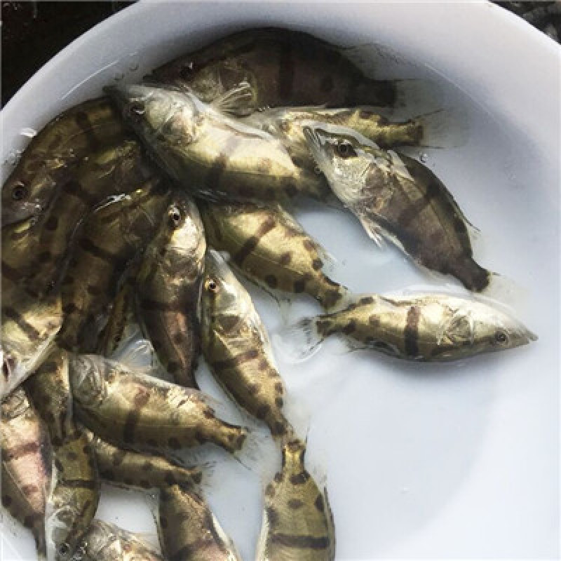 批发本地桂鱼苗，桂鱼苗鳜鱼苗长江原种