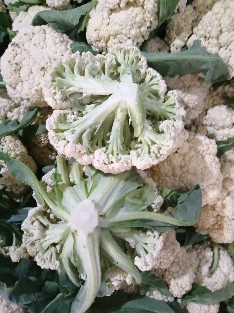 白面青梗松花菜适中乳白2斤，质量可靠，价格合理