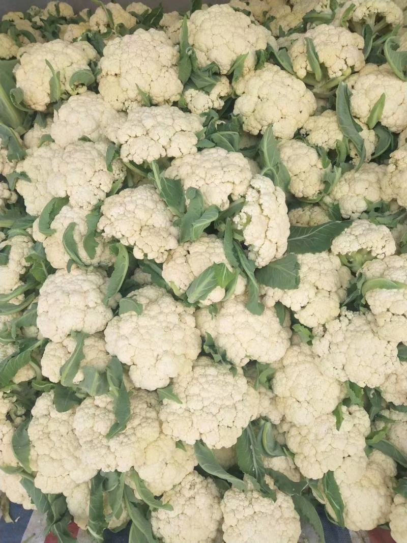 白面青梗松花菜适中乳白2斤，质量可靠，价格合理