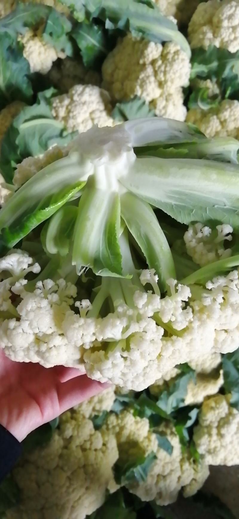 白面青梗松花菜适中乳白2斤，质量可靠，价格合理