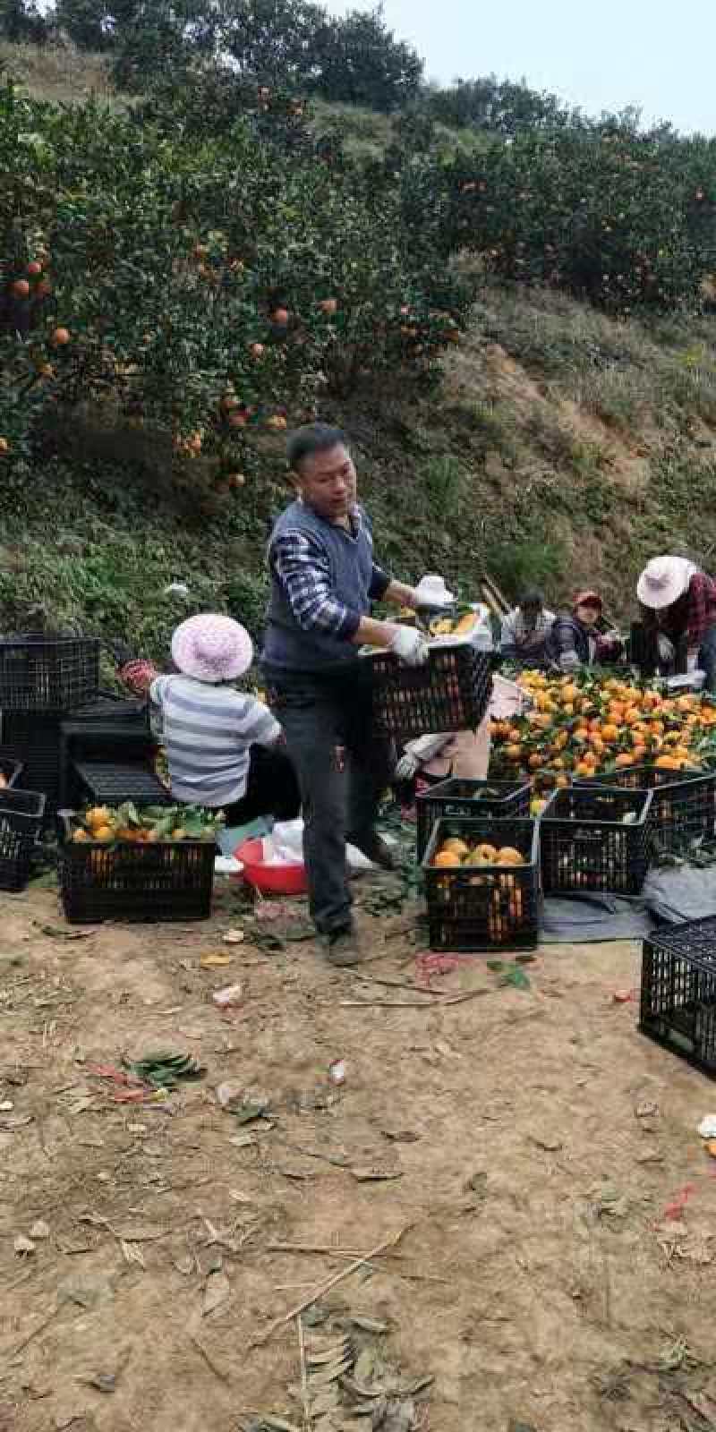 赣南脐橙，现釆现发10斤起发，一件包邮，坏果包赔