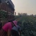 旺旺圆包菜大量供货，专业合作社种植大户，长期供货，代发