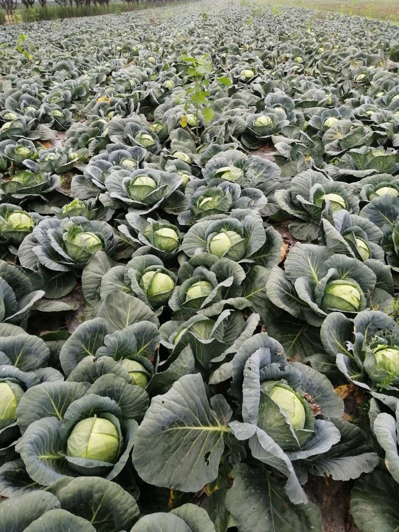 旺旺圆包菜大量供货，专业合作社种植大户，长期供货，代发