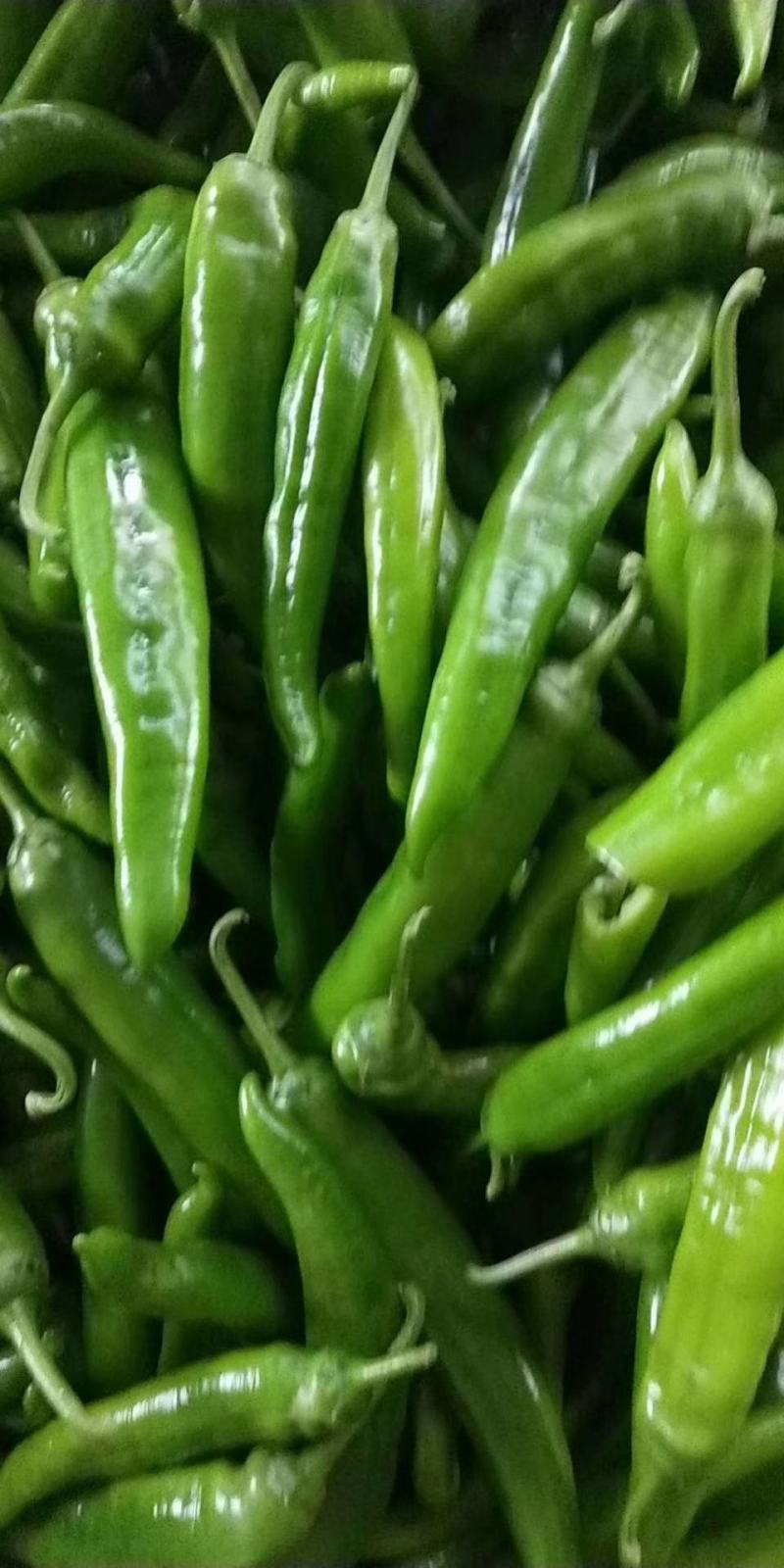 辣椒广西灵山辣椒精品线椒螺丝椒青椒泡椒指天椒