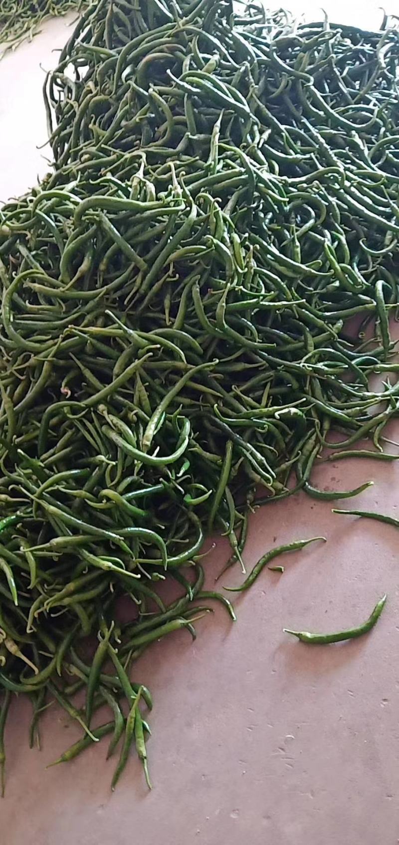 辣椒广西灵山辣椒精品线椒螺丝椒青椒泡椒指天椒