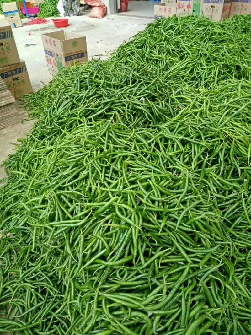 辣椒广西灵山辣椒精品线椒螺丝椒青椒泡椒指天椒