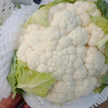 精选白菜花，白花菜大量上市，品质可靠，专业合作社种植大户