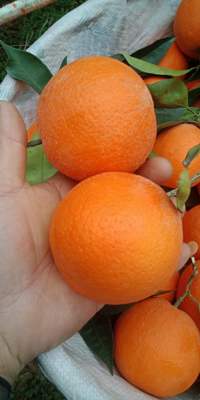 红橙（血橙）己上市，产地一手货源现采现卖
