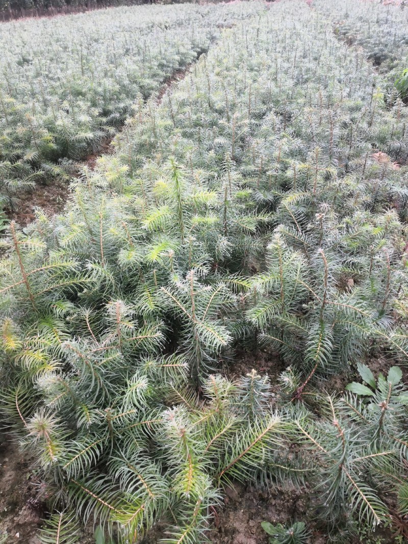杉木苗大量杉树苗优质杉木苗量大优惠