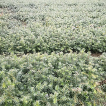 杉木苗大量杉树苗优质杉木苗量大优惠