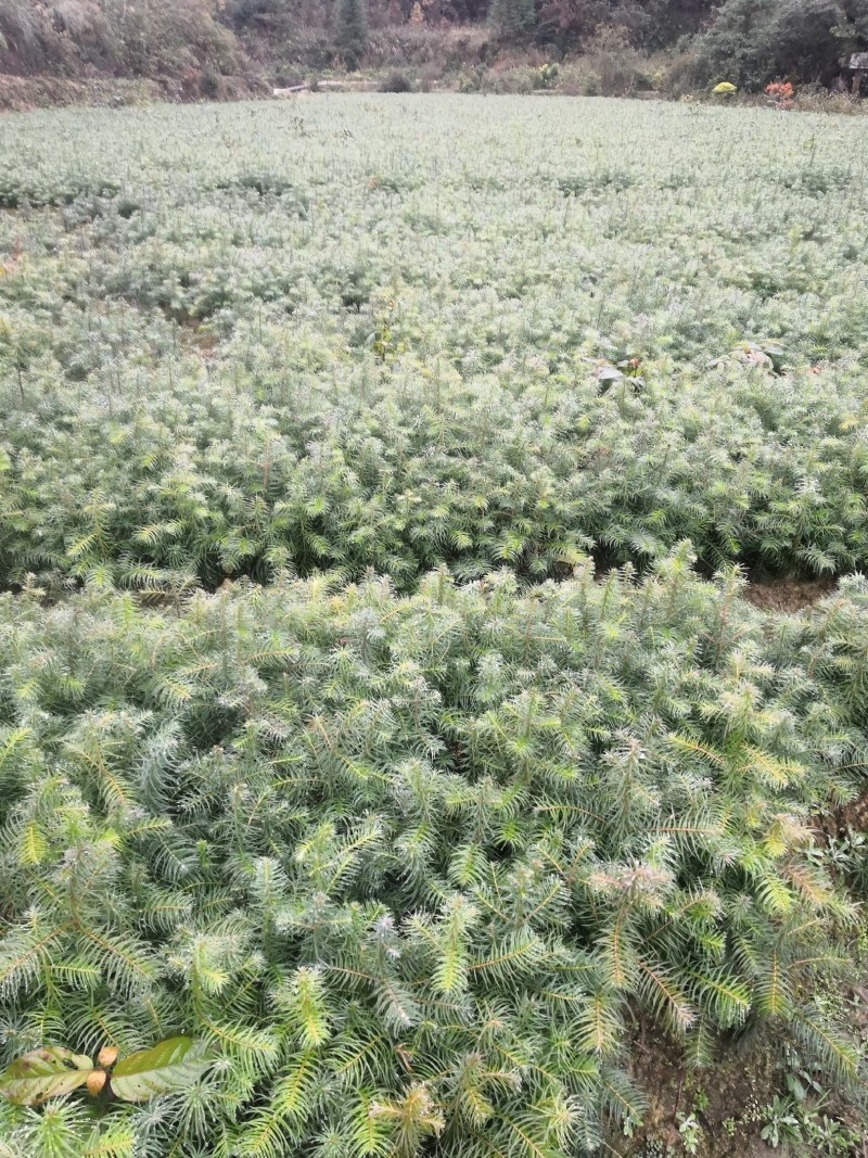 杉木苗大量杉树苗优质杉木苗量大优惠